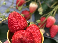 ΂񂳂̐V񂾔_ȉւ̓eʐ^1