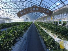 mappi̐V񂾔_ȉւ̓eʐ^3