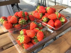 mappi̐V񂾔_ȉւ̓eʐ^4