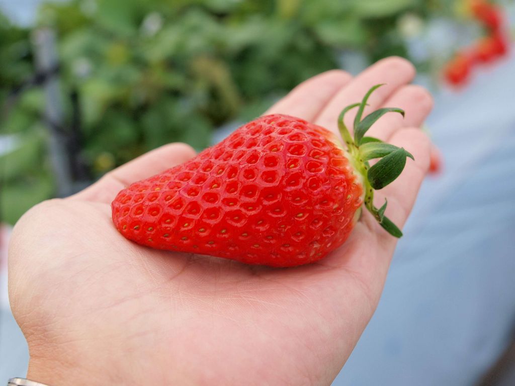 四国のいちご狩りランキングtop10 じゃらんnet 四国のいちご狩りランキングtop10 じゃらんnet