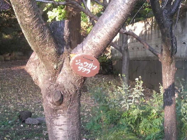 �Ō����̔~�̖؂̂��΂ɂ���W���E�K�c�U�N��_�Ō����y�ё��㎛�����̍�