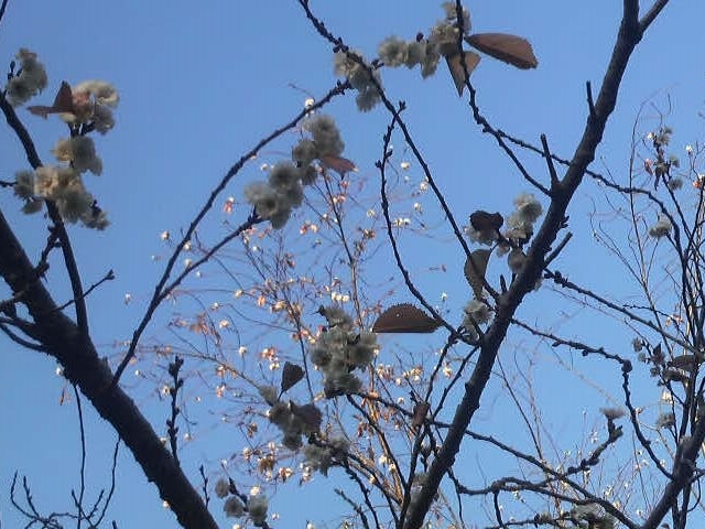 �Ō����̔~�̖؂̂��΂ɂ���W���E�K�c�U�N�����Ԃ��炩���Ă��܂���_�Ō����y�ё��㎛�����̍�