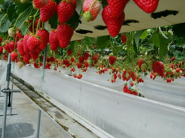 �Ԃ��đ傫����������������������Ă��܂���_��̌���