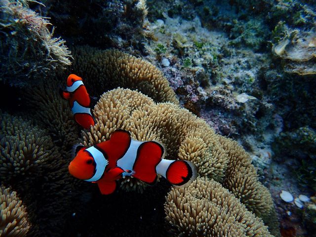 ���U���߂Ă̐����ʐ^�ł��B�߂������Y��ɎB��܂����B�������ɓ����������ł���(^��^)_����ف[���X