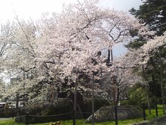 石割桜 油彩画・油絵 四季それぞれに美しい「石割桜」 | 愛LOVEもりおか～徒然日記～