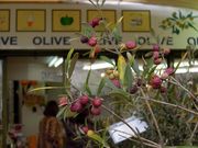 �����̂�������̋����I���[�u���̃I���[�u�̓��e�ʐ^1