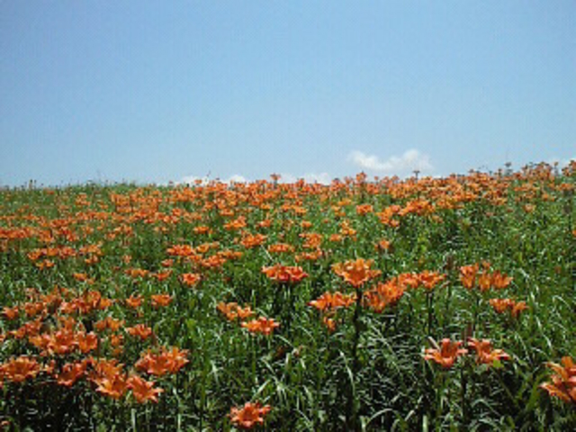 ���������錴���ԉ�_������