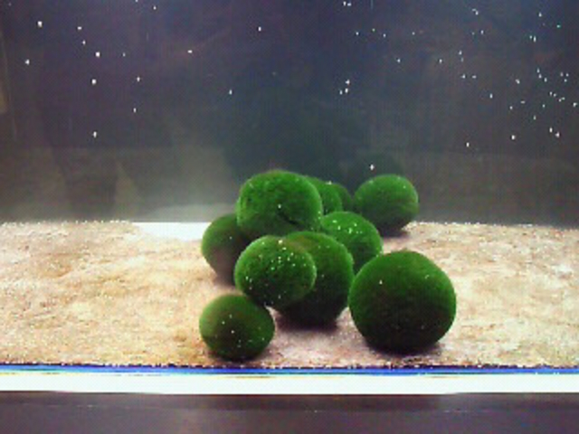 ɂǂ񂳂̓̉w O̗̓eʐ^2