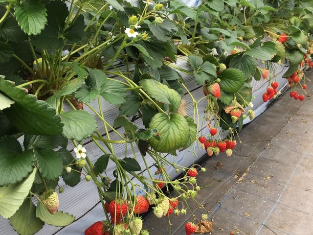 �C�`�S�������_������������