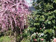 񂿂񂳂݂̑̒̓eʐ^1