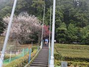 ߋT|~̌F_Ђ̓eʐ^2