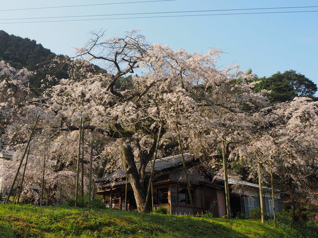 �܂��񂳂�̓얾���^������̓��e�ʐ^1