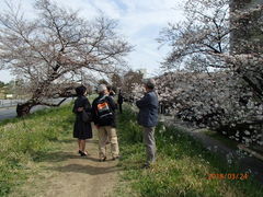 土手の桜_多摩川の散歩道