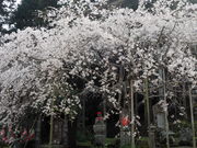 �܂��񂳂�̓얾���^������̓��e�ʐ^2