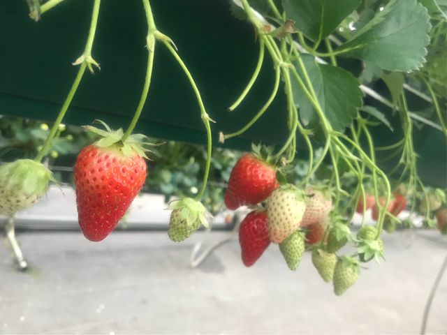 ���Ԃ�ł���������_�֍��_��