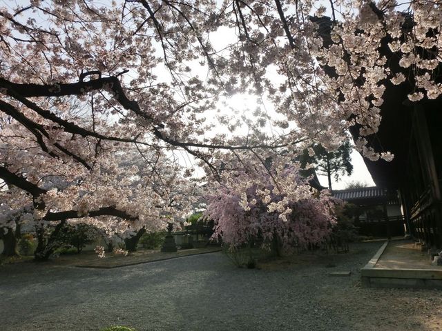 �������J�ł���_�T�R��V�{����