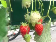 T28������̊֍��_���ւ̓��e�ʐ^1