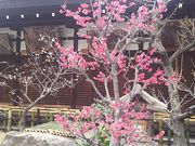 ܂[񂳂̑V{iV_j̓eʐ^1