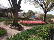 �܂�܂���̉i���R�����^�`���[���b�v�̓��e�ʐ^1