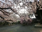 DoubleO7̋TRV{̓eʐ^2