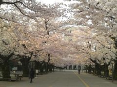 ykares̓}dS剪RwiڍE䒬jւ̓eʐ^1