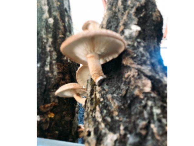 ��������_���������L�n�x�m