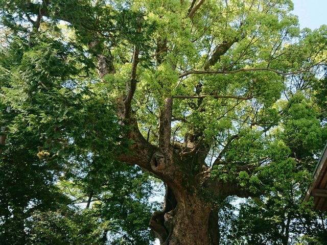 川津来宮神社（杉桙別命神社）】アクセス・営業時間・料金情報 - じゃらんnet