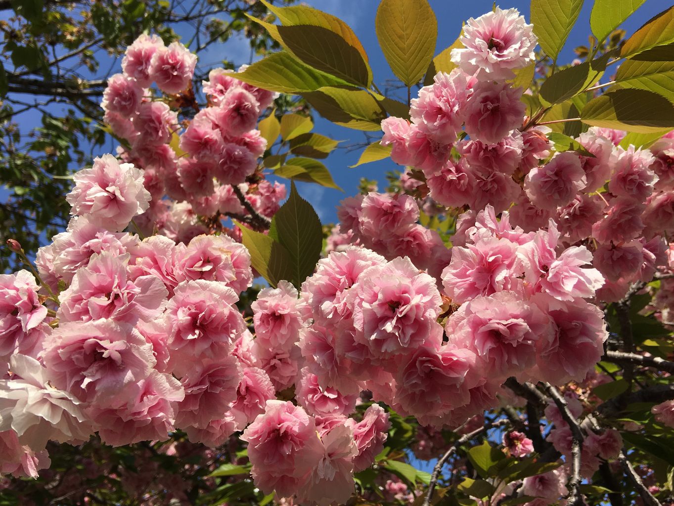 造幣局(工場見学)