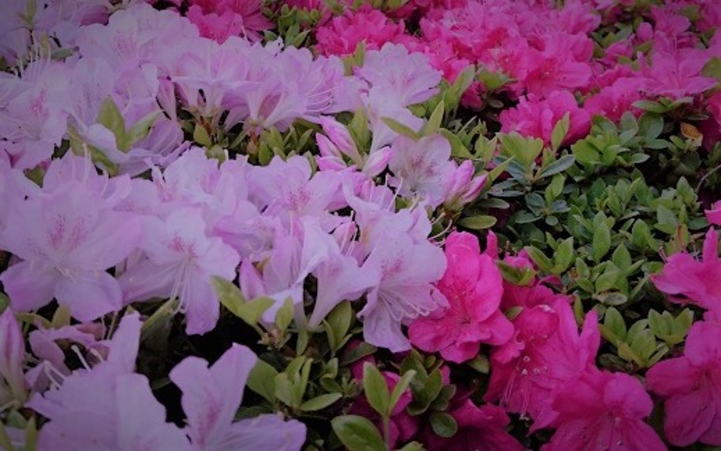 潮来市の観光スポットランキングtop10 じゃらんnet