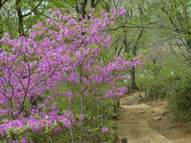 񂳂̒}gRRH(j̎R)̓eʐ^3