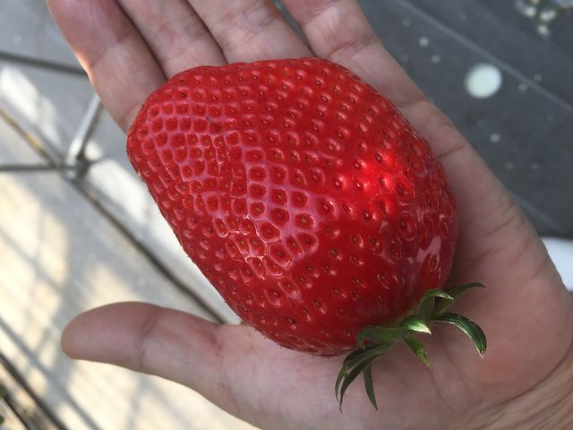 �͕P_�����ό��A�O���X�l����