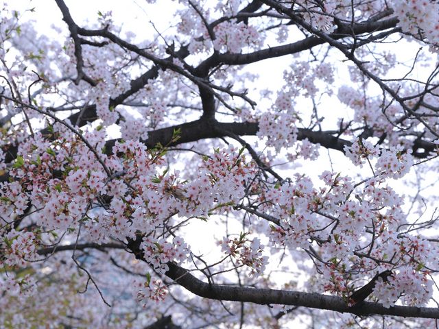 �Ȃ�Ƃ����J�Ŏ����Ă��ꂽ���B���̖؂̉��ɂ̓V�[�g����������x�̃X�y�[�X����B_�єn���V�{����