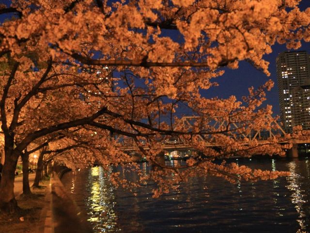 ����B�X���̖�����ƃr���̃l�I�����悭�f���܂��B_�єn���V�{����