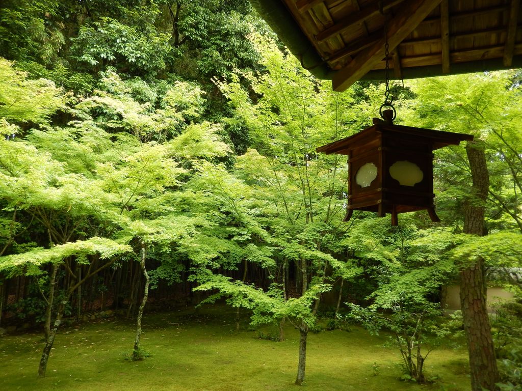 京都 初夏の風物詩 青もみじ の名所34選 鮮やかな緑の絶景を見に行こう じゃらんニュース
