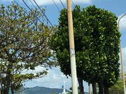 ���Ȃ���̖���܂��Ȃ��U��̓��e�ʐ^1