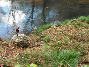 䂫񂳂̒ߋ܂ق΂̗̓eʐ^5