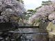 きーぼうさんの夙川公園の桜の投稿写真2