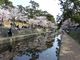 きーぼうさんの夙川公園の桜の投稿写真3