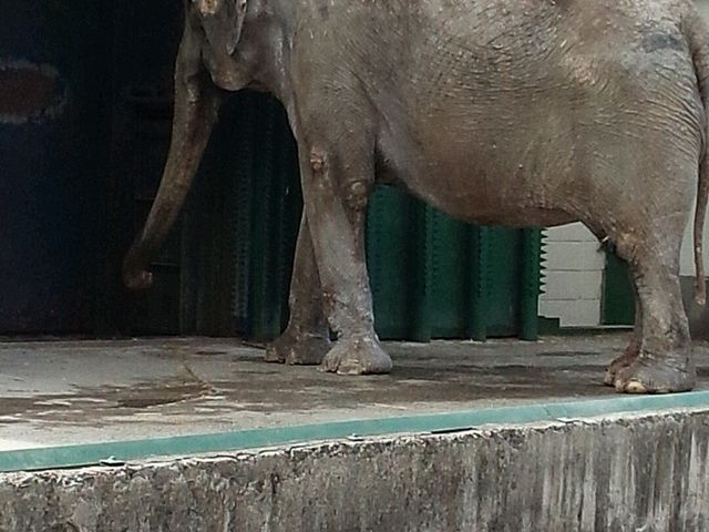 �C���h�]�E�̃i�i�����B�����̃A�W�A�]�E�̎��ł͍ō���ł��B_���тЂ듮����