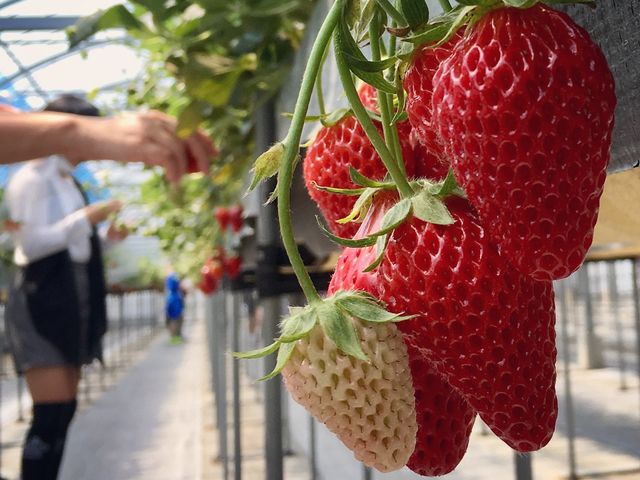 �Â��C�`�S�ł����B_�����ό��A�O���X�l����