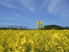 asuka����̈������̍؂̉Ԕ��ւ̓��e�ʐ^1