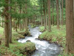 okeiさんの水林自然林の投稿写真2