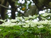 C[XgEbh̔_̒r̓eʐ^2