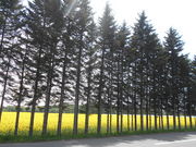 asukä̍؂̉Ԕ̓eʐ^5