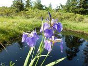 ݂˂̃jZRRn̏̓eʐ^2