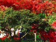 肷̂R̃ccW̓eʐ^1