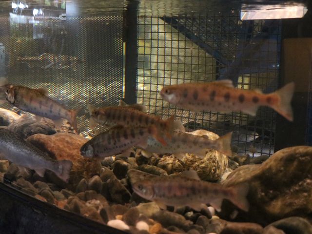 �T�N���}�X_�T�P�̂ӂ邳�Ɛ�ΐ�����