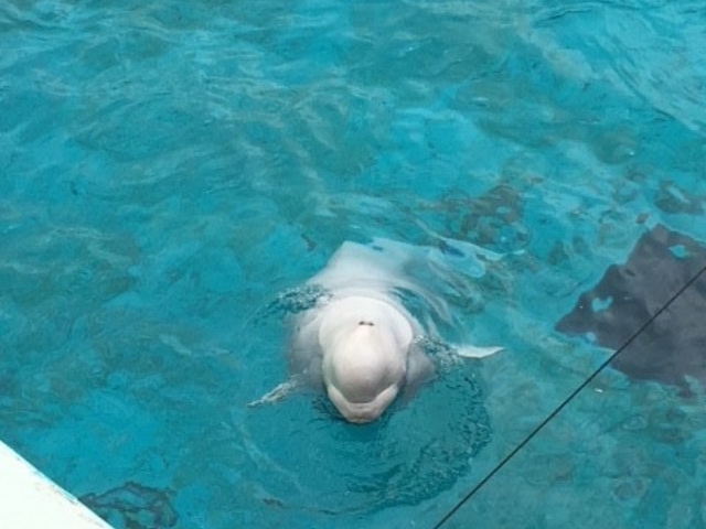 �V���C���J_���l�E���i���V�[�p���_�C�X