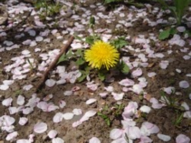 ���Ƃ���ۂ�_�{��͔Ȍ���