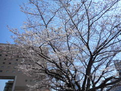 ���Ⴝ�낤����̃i�r�I�X���l�ւ̓��e�ʐ^1